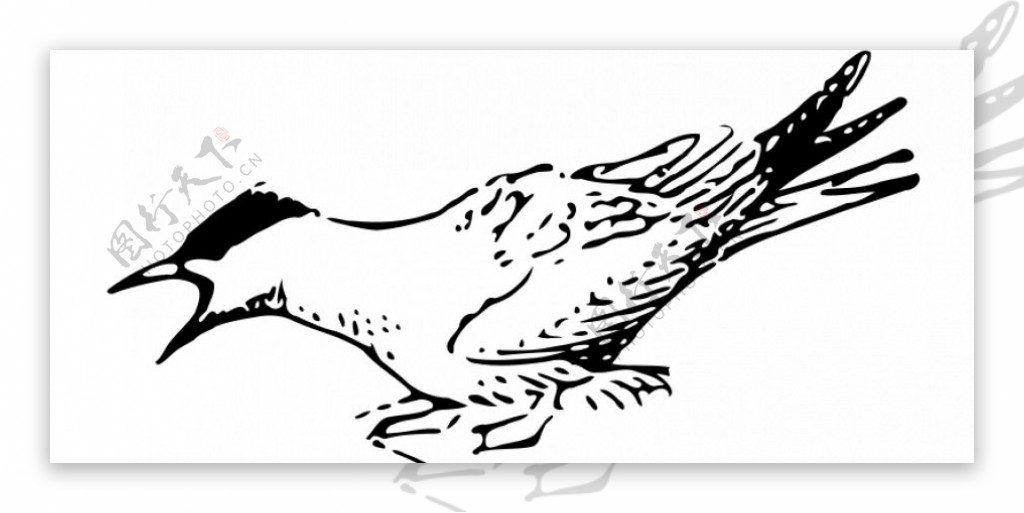 北极燕鸥矢量图像