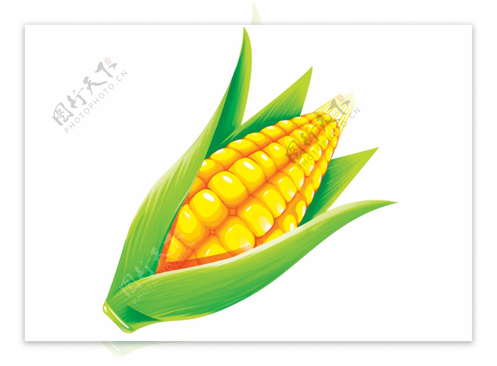 手绘玉米图片