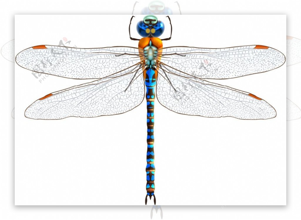 蓝色蜻蜓设计矢量素材