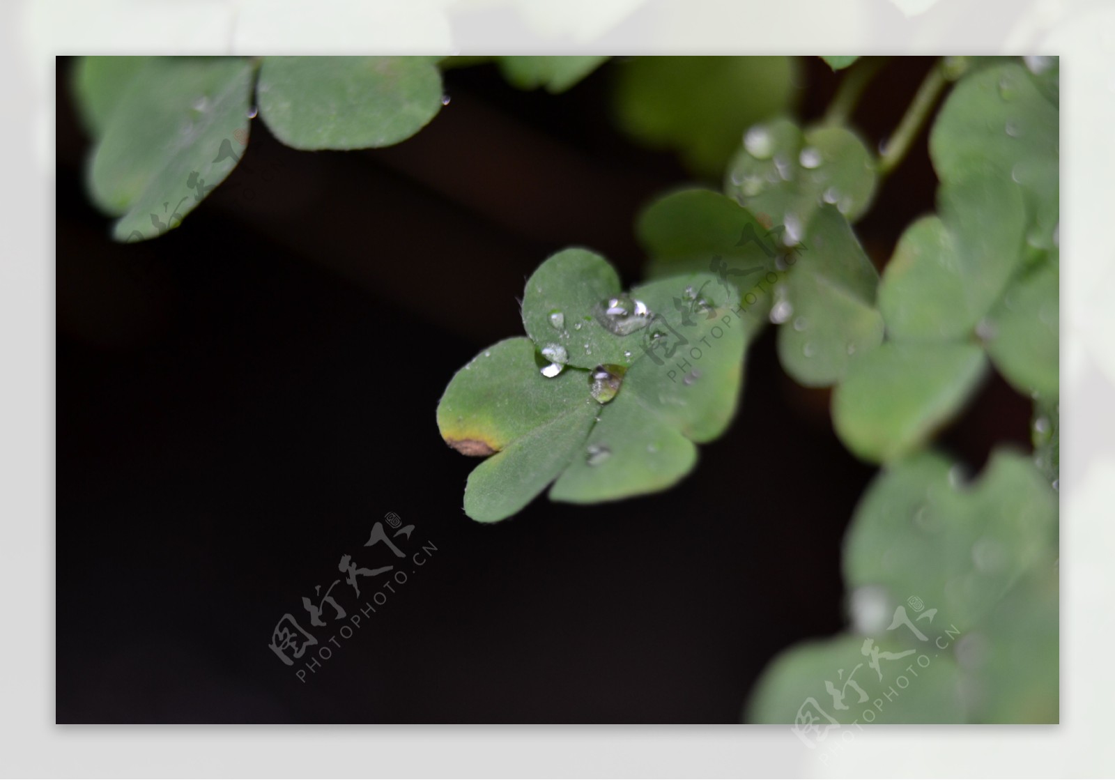 雨后的三叶草图片