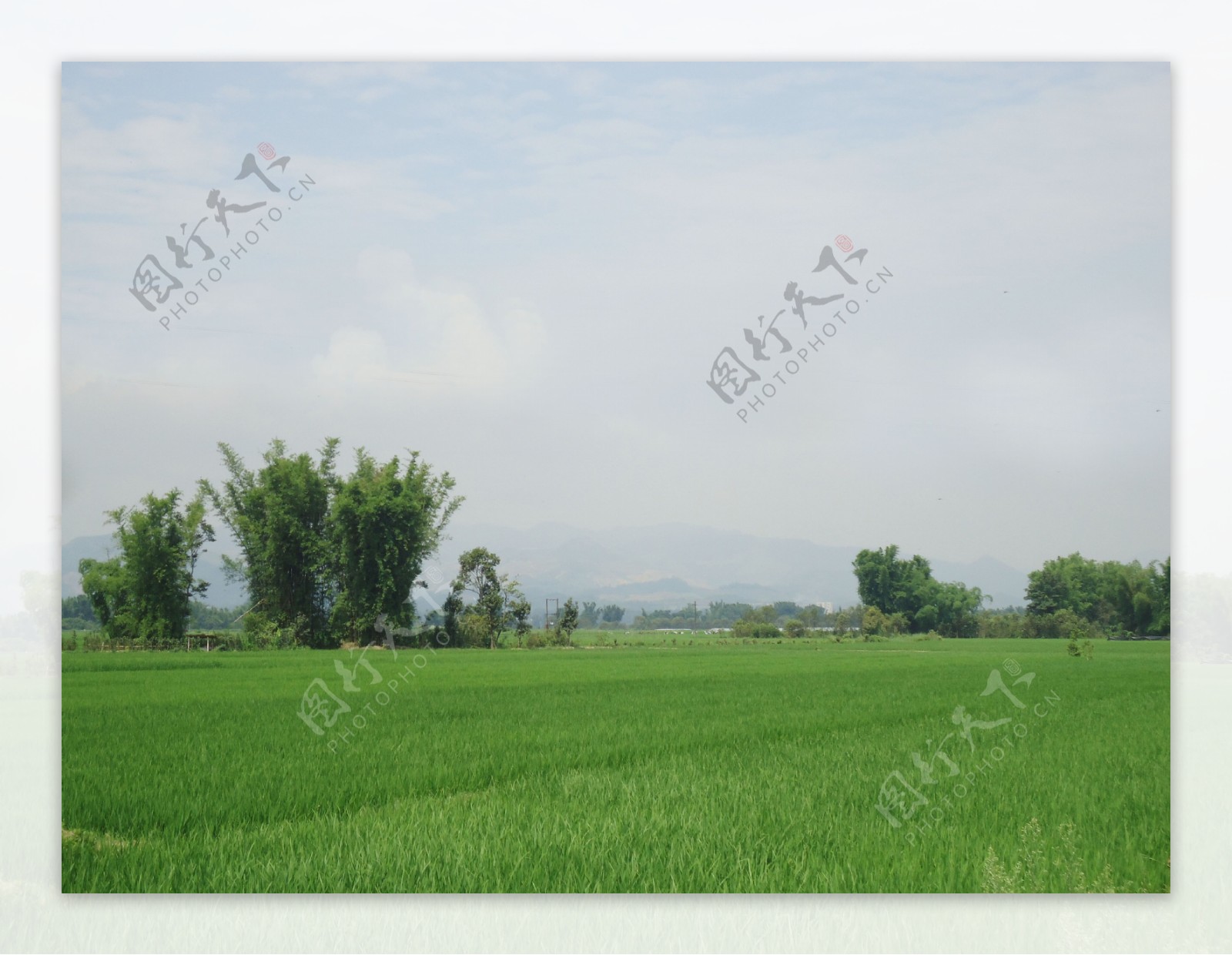 农田水稻自然风景图片