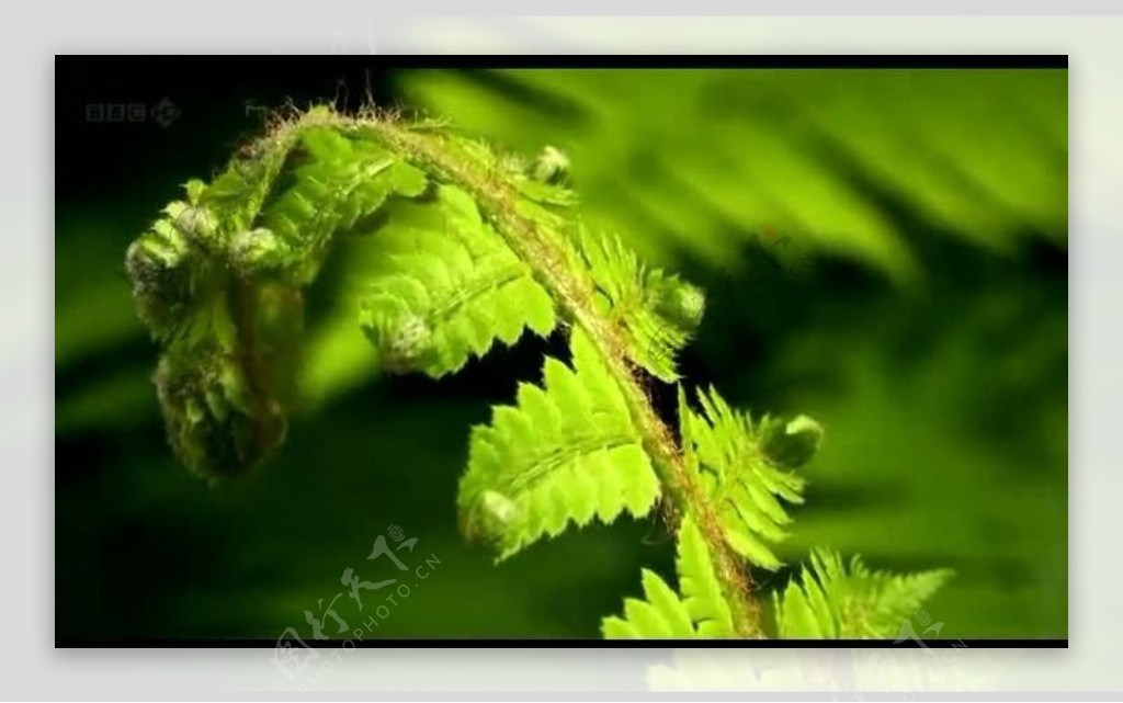 植物绿叶生长过程视频图片