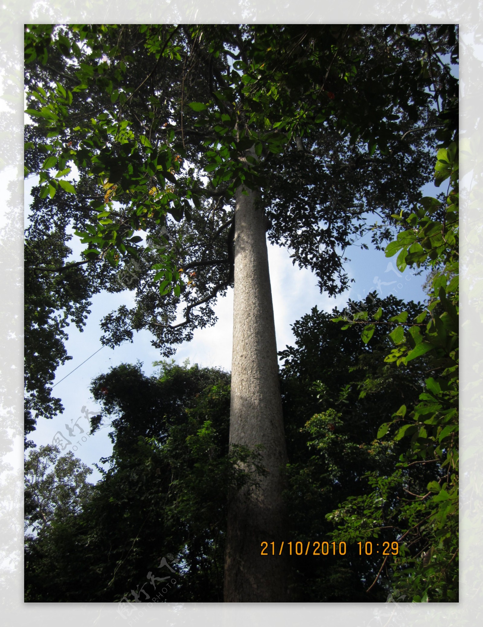 柬埔寨黑檀木