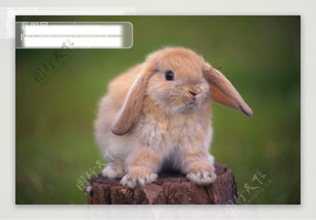小动物宠物兔11