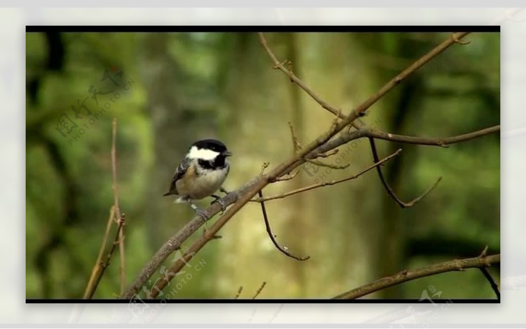 森林树枝小鸟视频素材图片