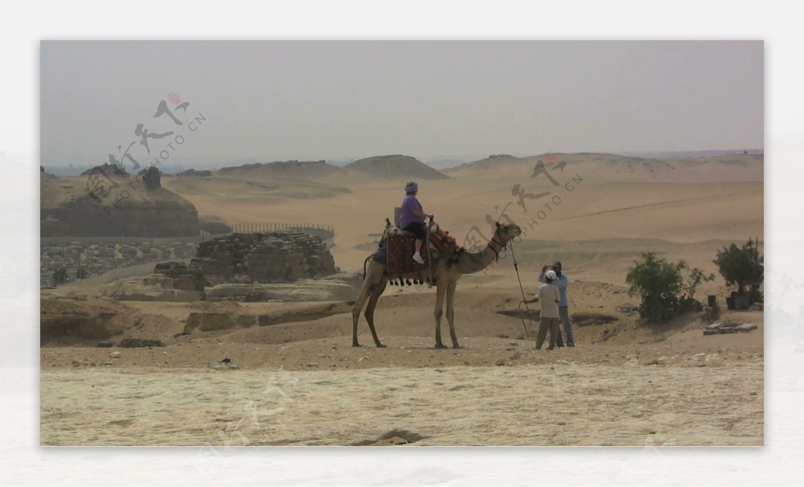 埃及吉萨骆驼沙漠股票视频视频免费下载