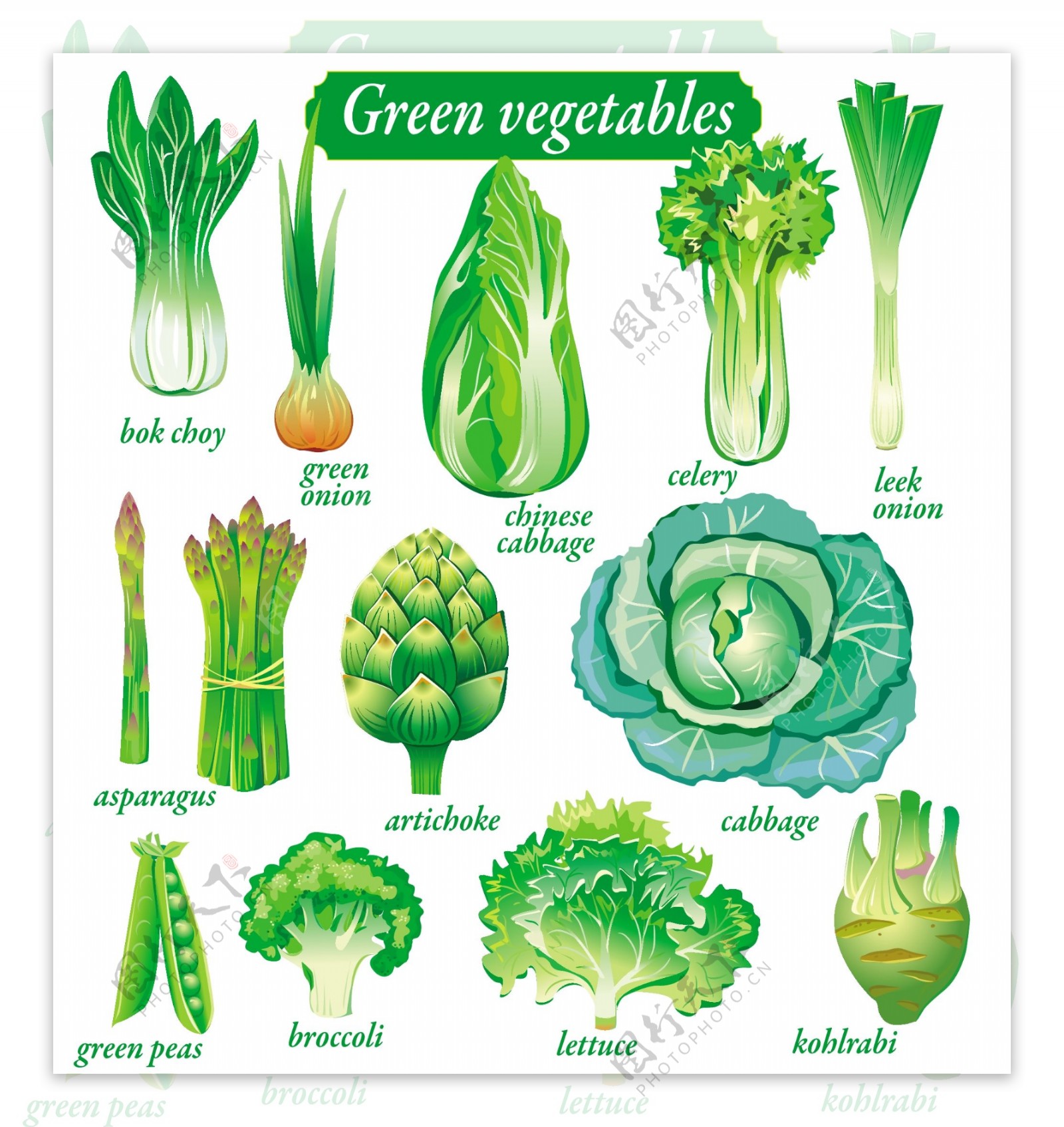 微妙的绿色蔬菜矢量