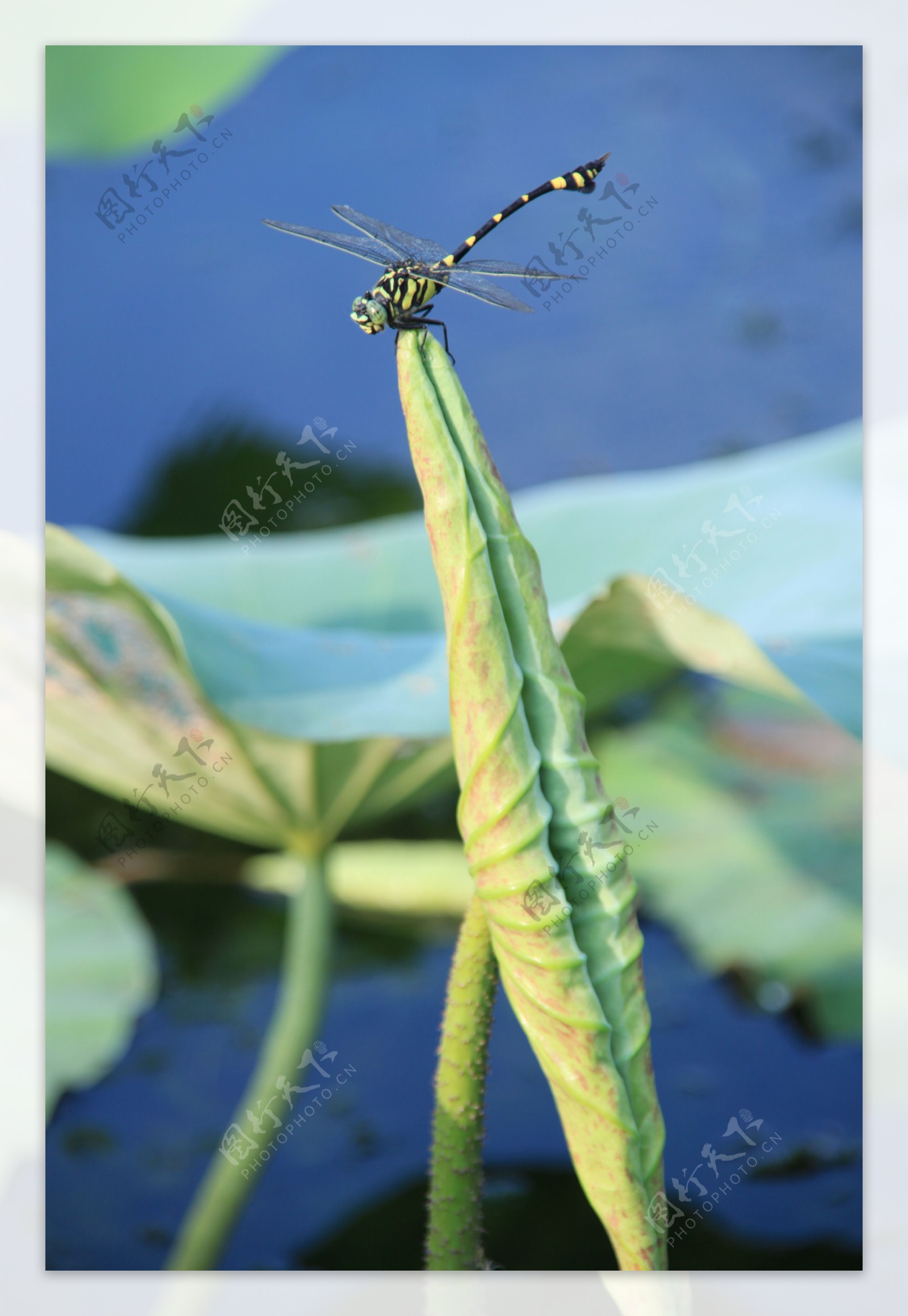 蜻蜓荷叶图片