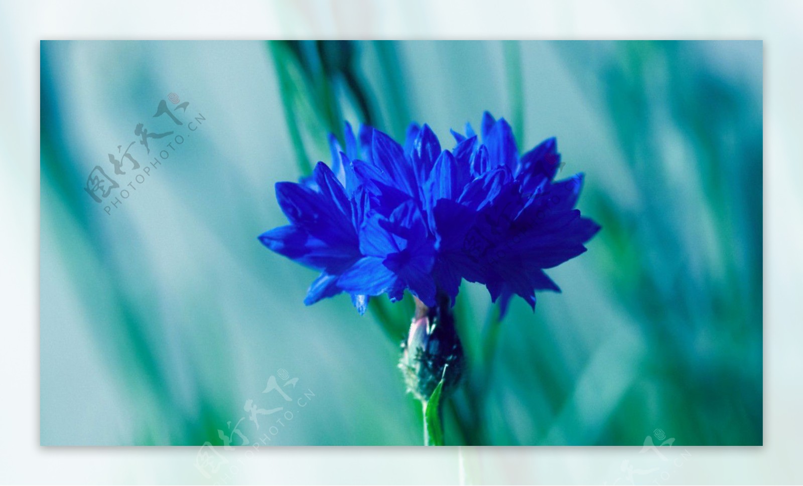 位图植物图案花朵写实花卉菊花免费素材