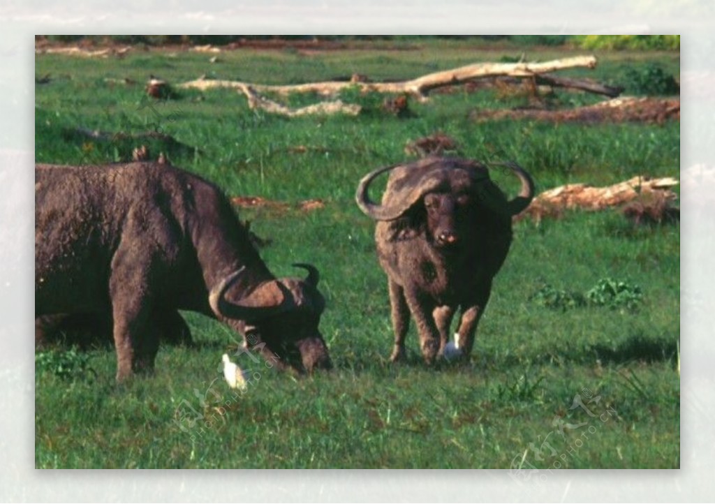野牛活动视频频素材素材下载