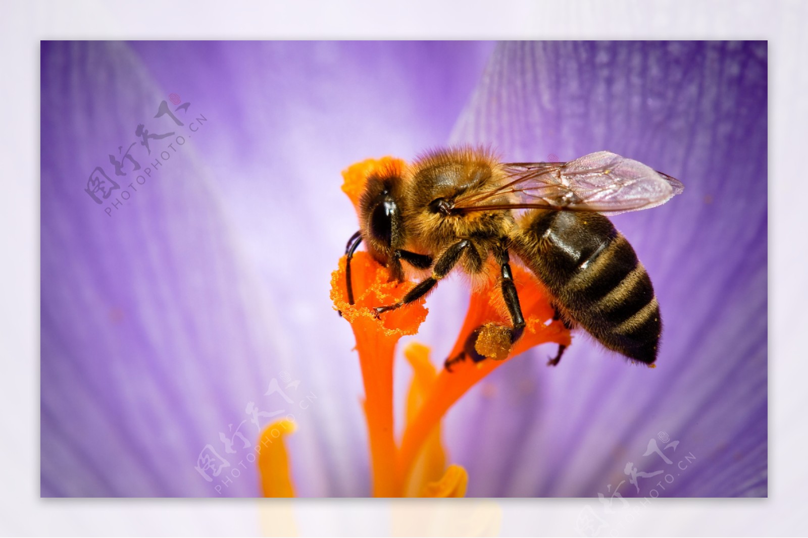蜜蜂图片素材-编号14384062-图行天下