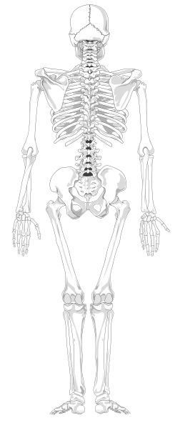 人类的骨骼没有文本没有彩色剪贴画