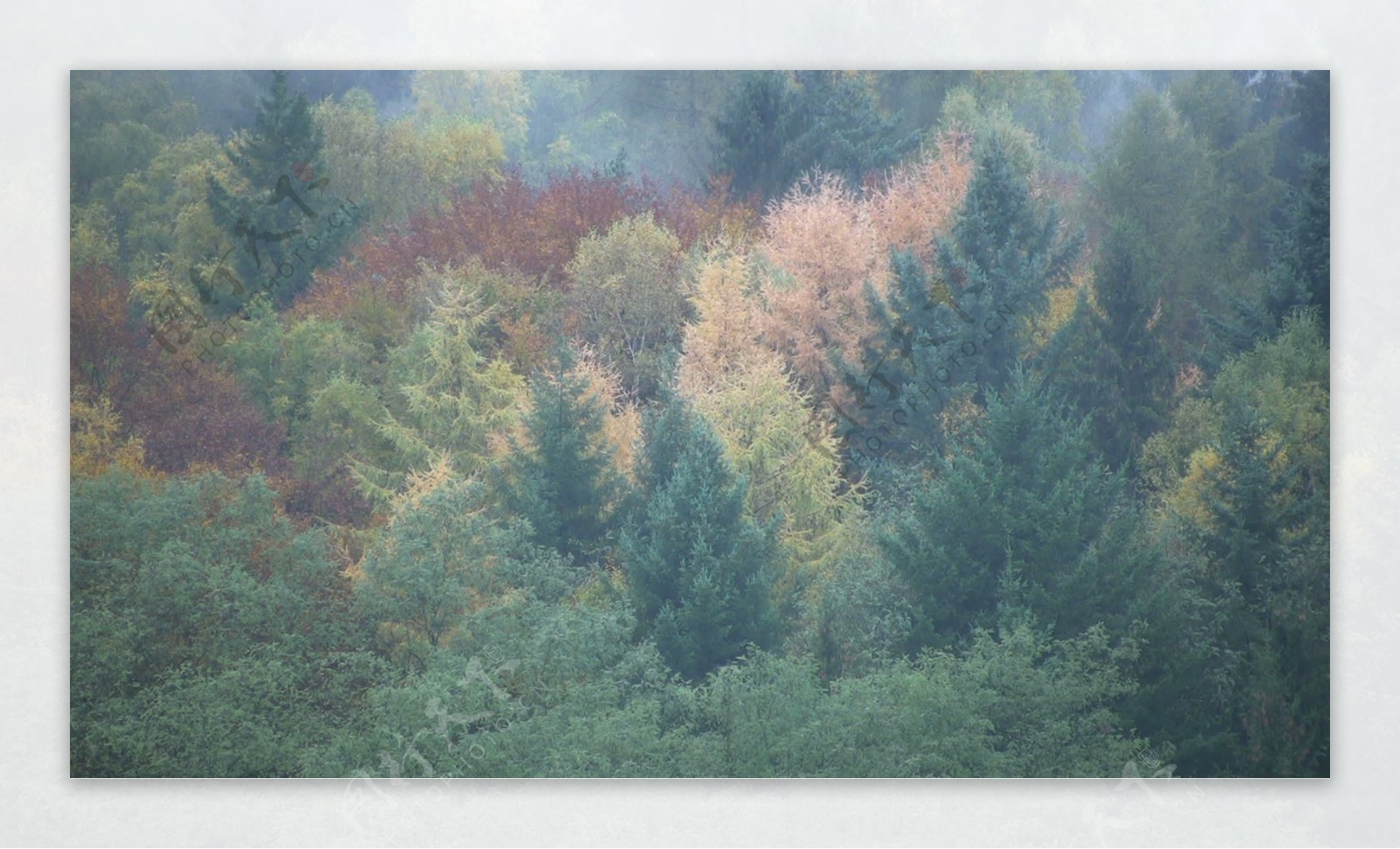 树木在秋天的德国股票视频视频免费下载