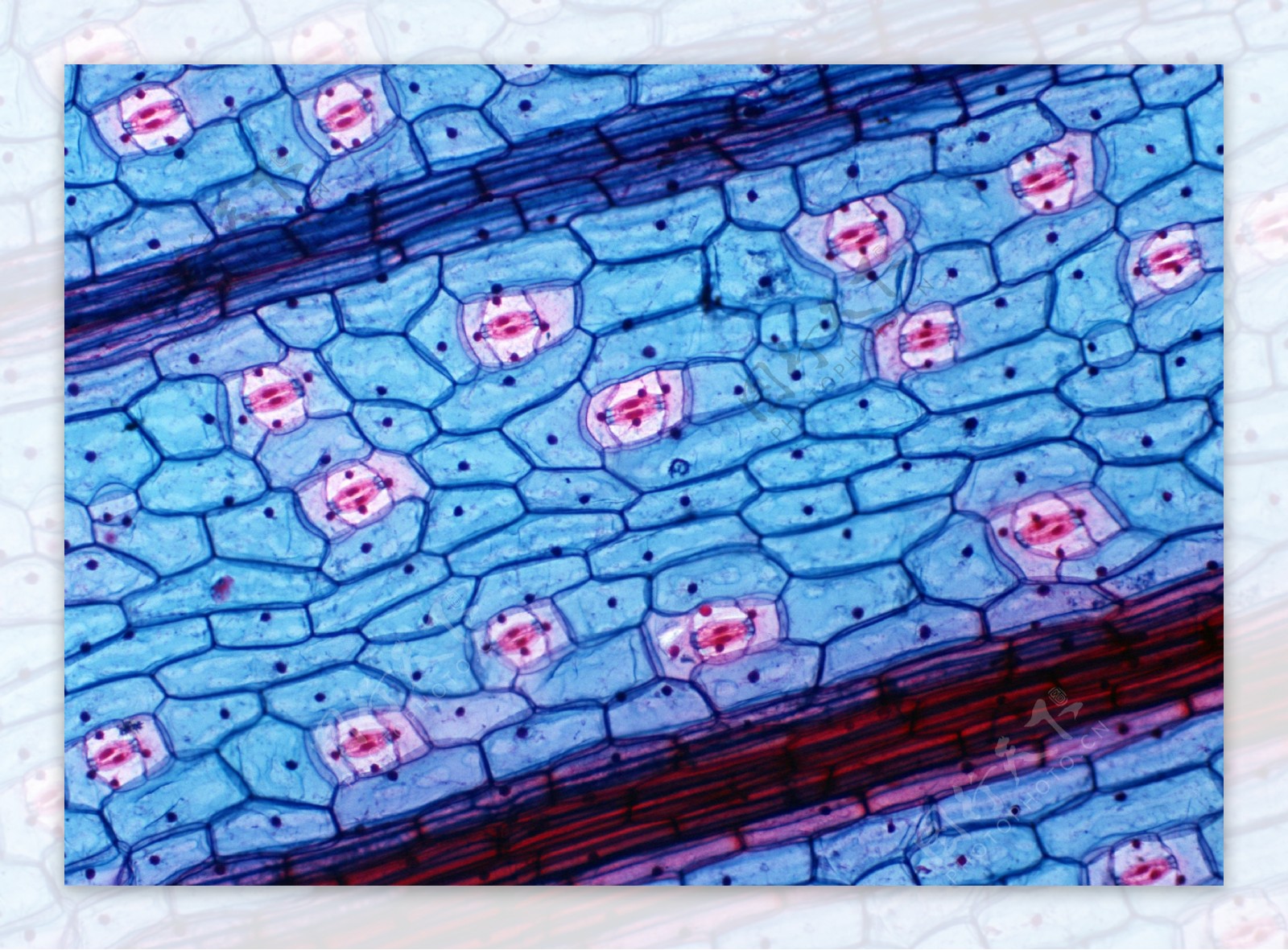 蓝色细网状细胞结晶