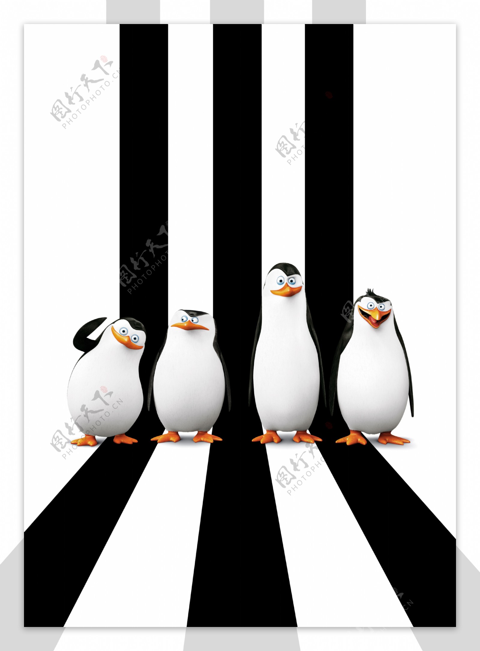 黑白间条马达加斯加的企鹅图片