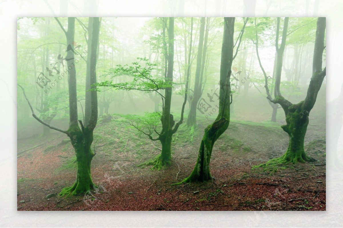 迷雾树林景观图片
