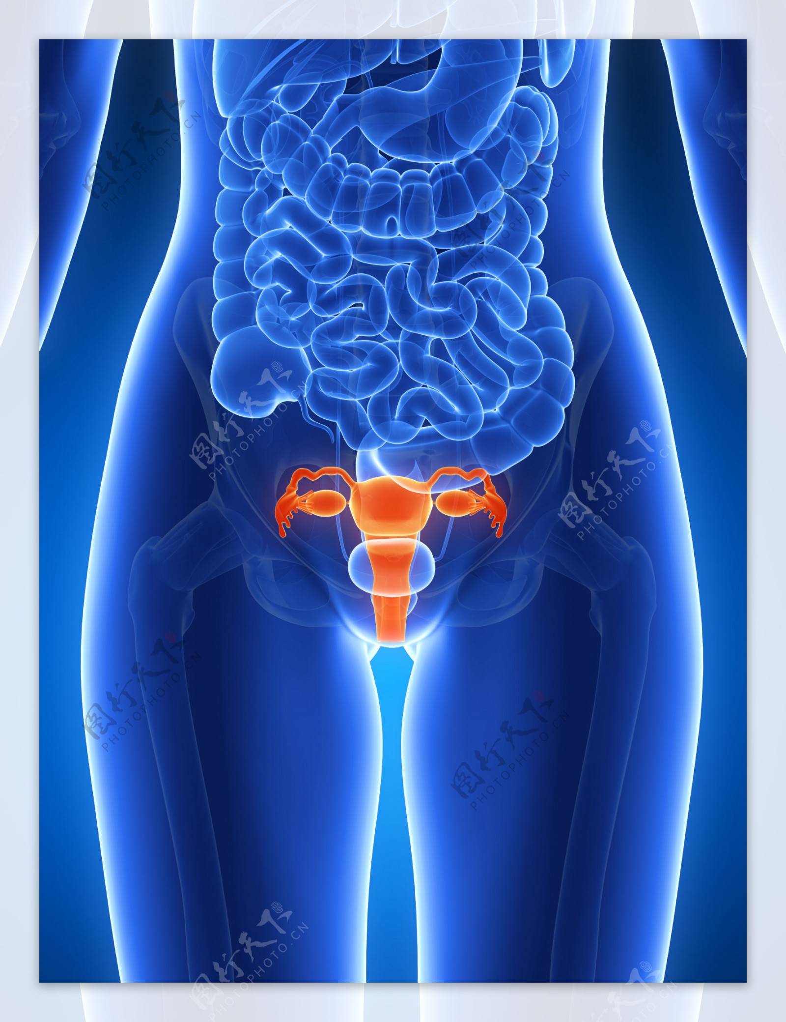 子宫人体器官图片