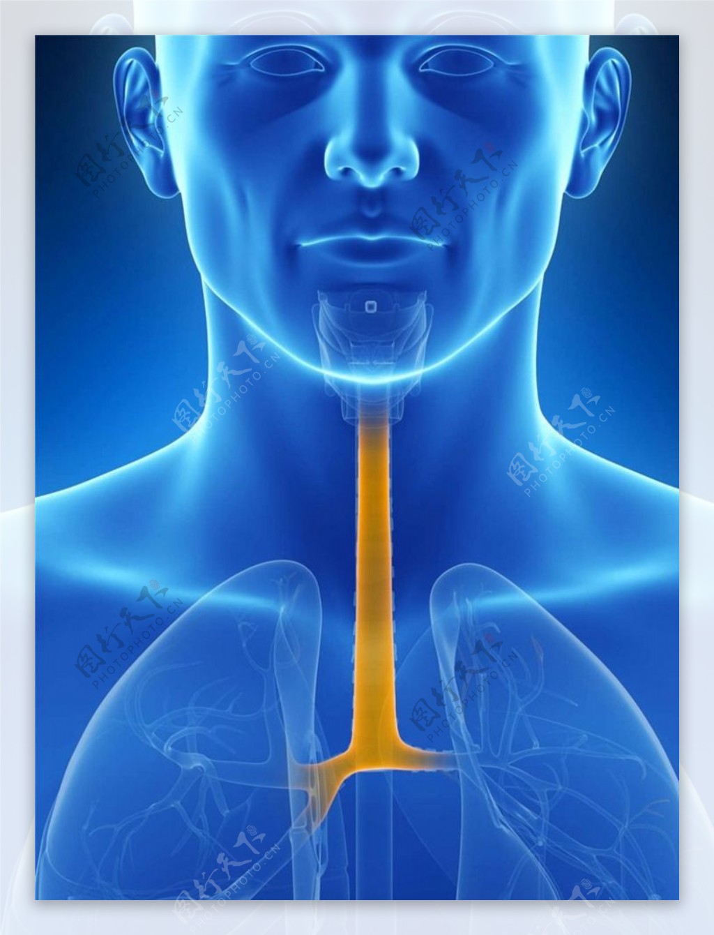 气管人体器官图片