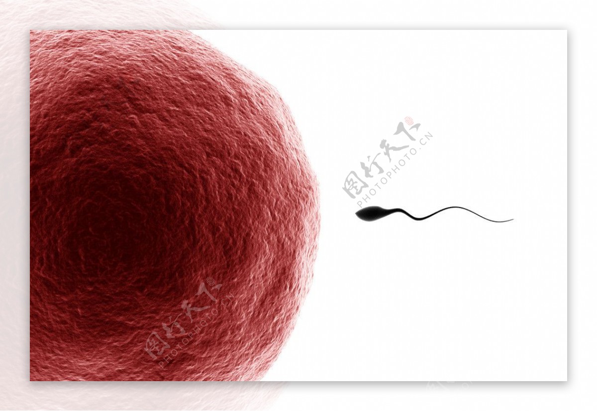 科学家拍到：精子和卵子结合的那一刻，真的会瞬间爆发出巨大闪光 -6park.com