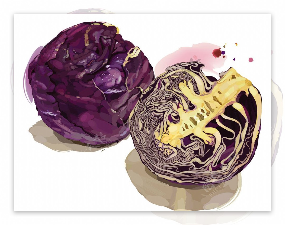 矢量紫甘兰包菜设计素材图片