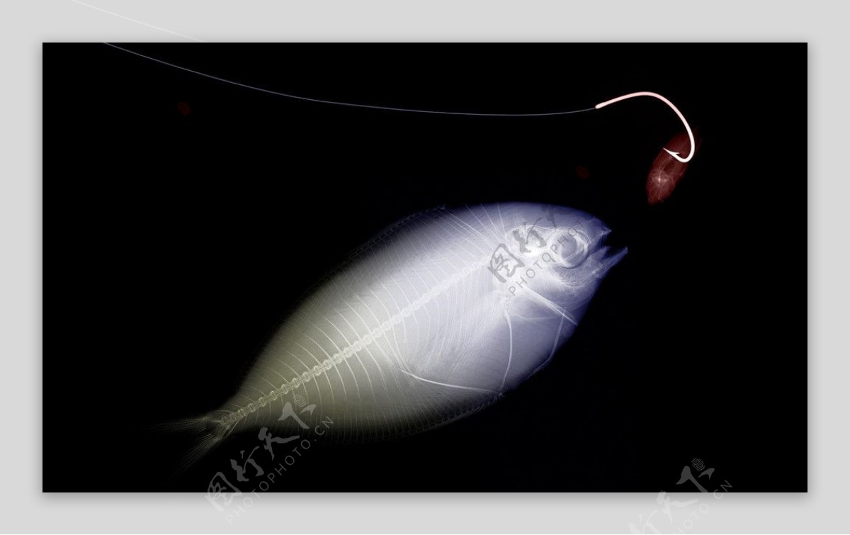 鱼吃诱饵的X光透视图片