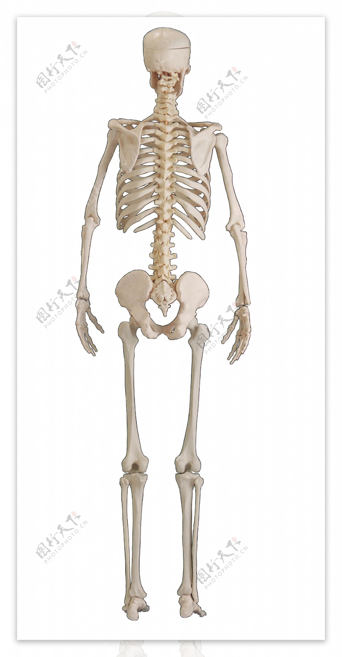 矢量手绘人体骨骼图片素材免费下载 - 觅知网