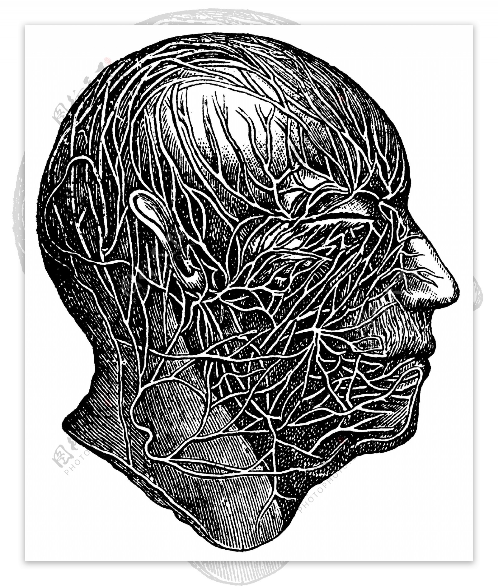 人体头部血管神经网图片