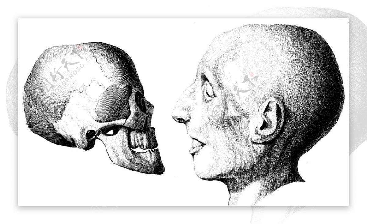 人体头盖骨和肌肉侧面图片
