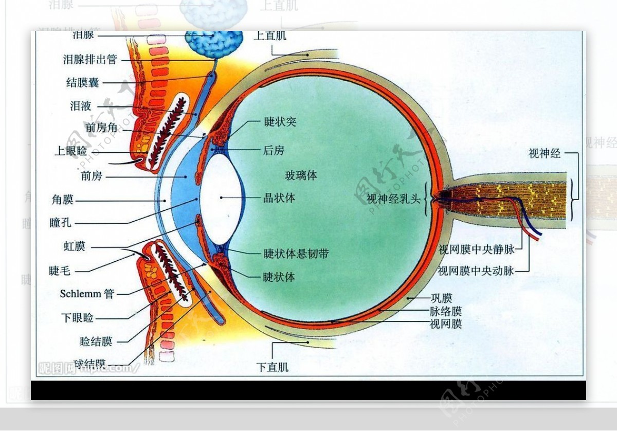 眼球解剖图图片