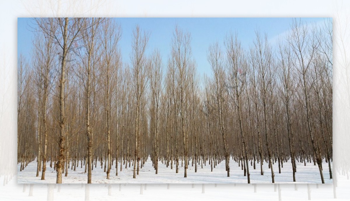 冬天蓝天下成排的杨树图片