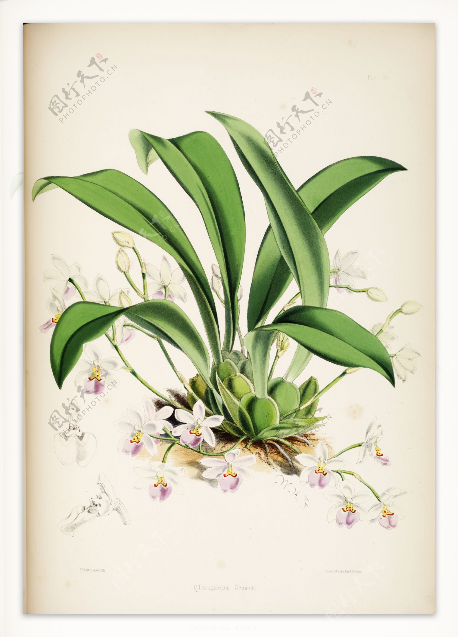手绘兰花植物图谱花卉图片