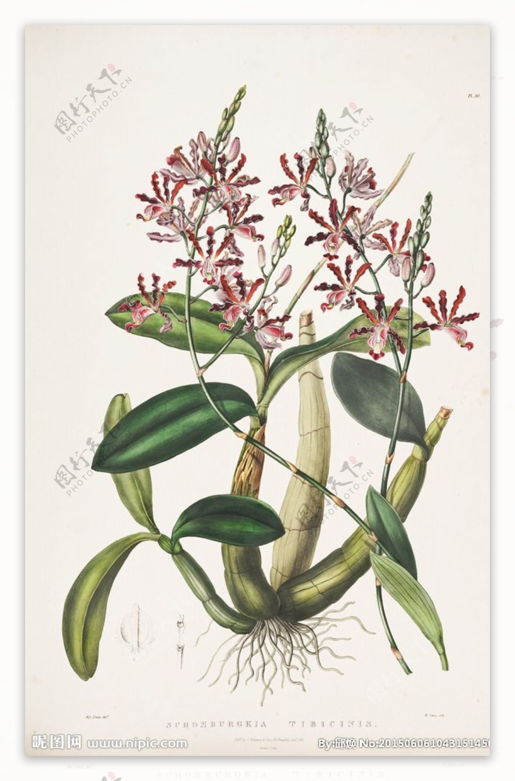 手绘兰花植物图谱图片