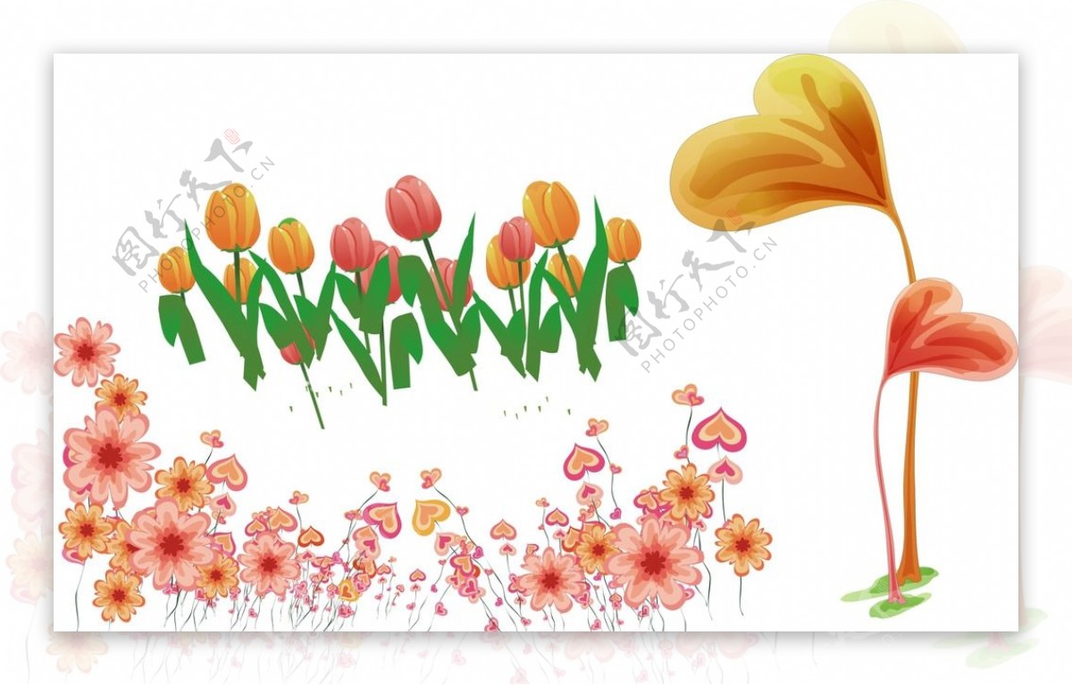 矢量郁金香花朵图片