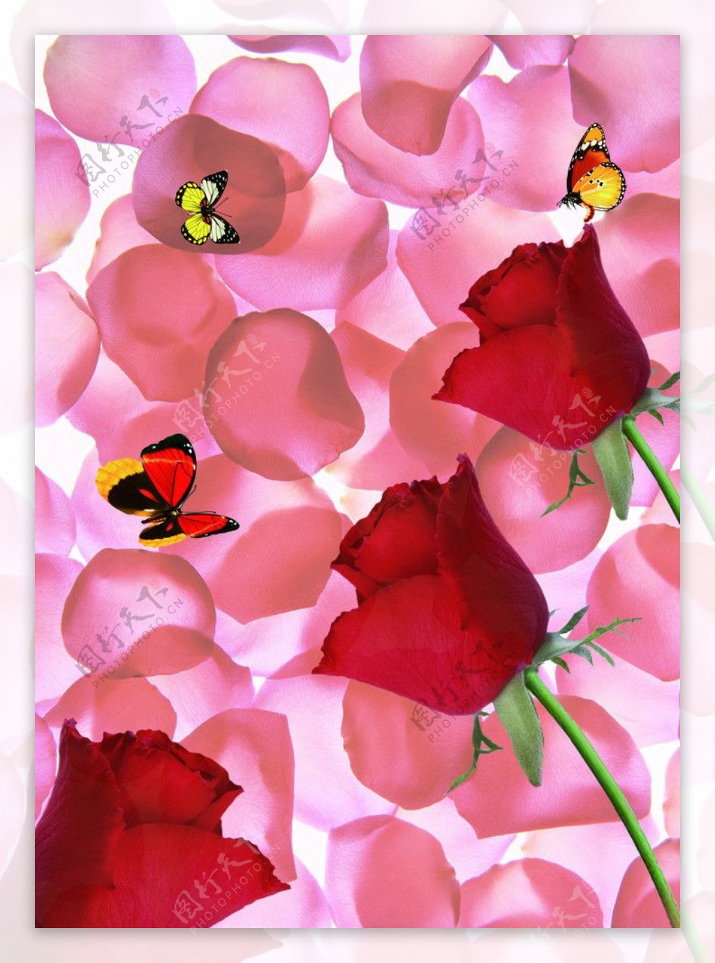 红色玫瑰花花瓣图片
