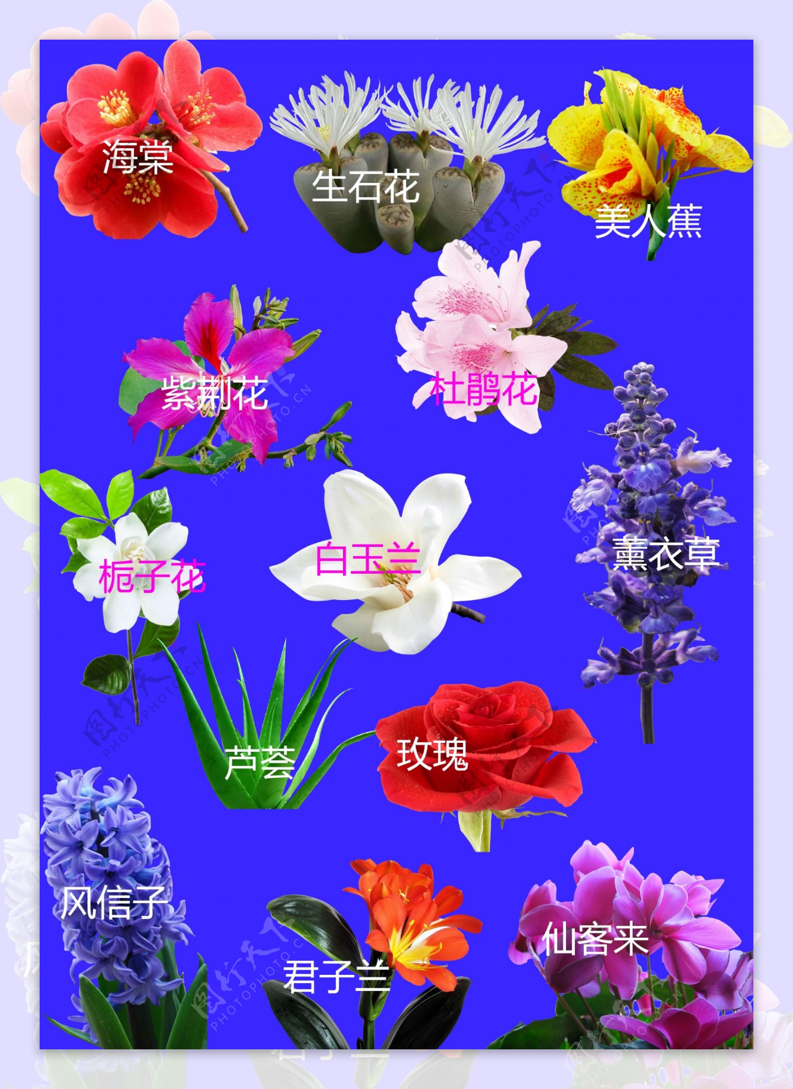 花卉图片