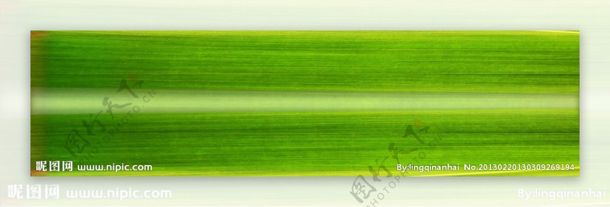 玉米叶子图片