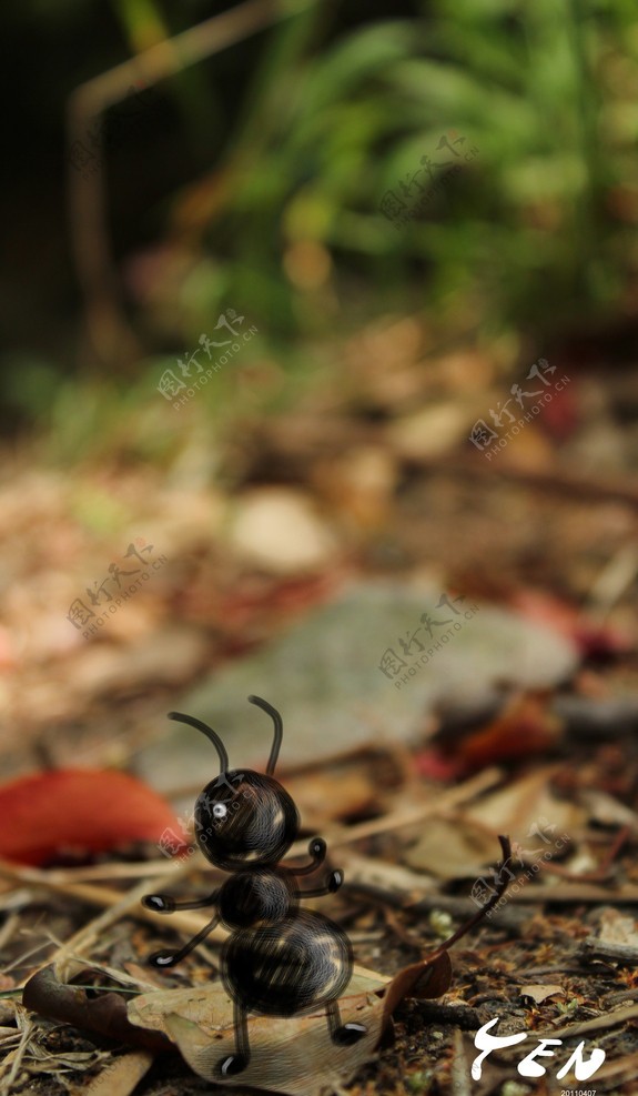 小小蚂蚁图片