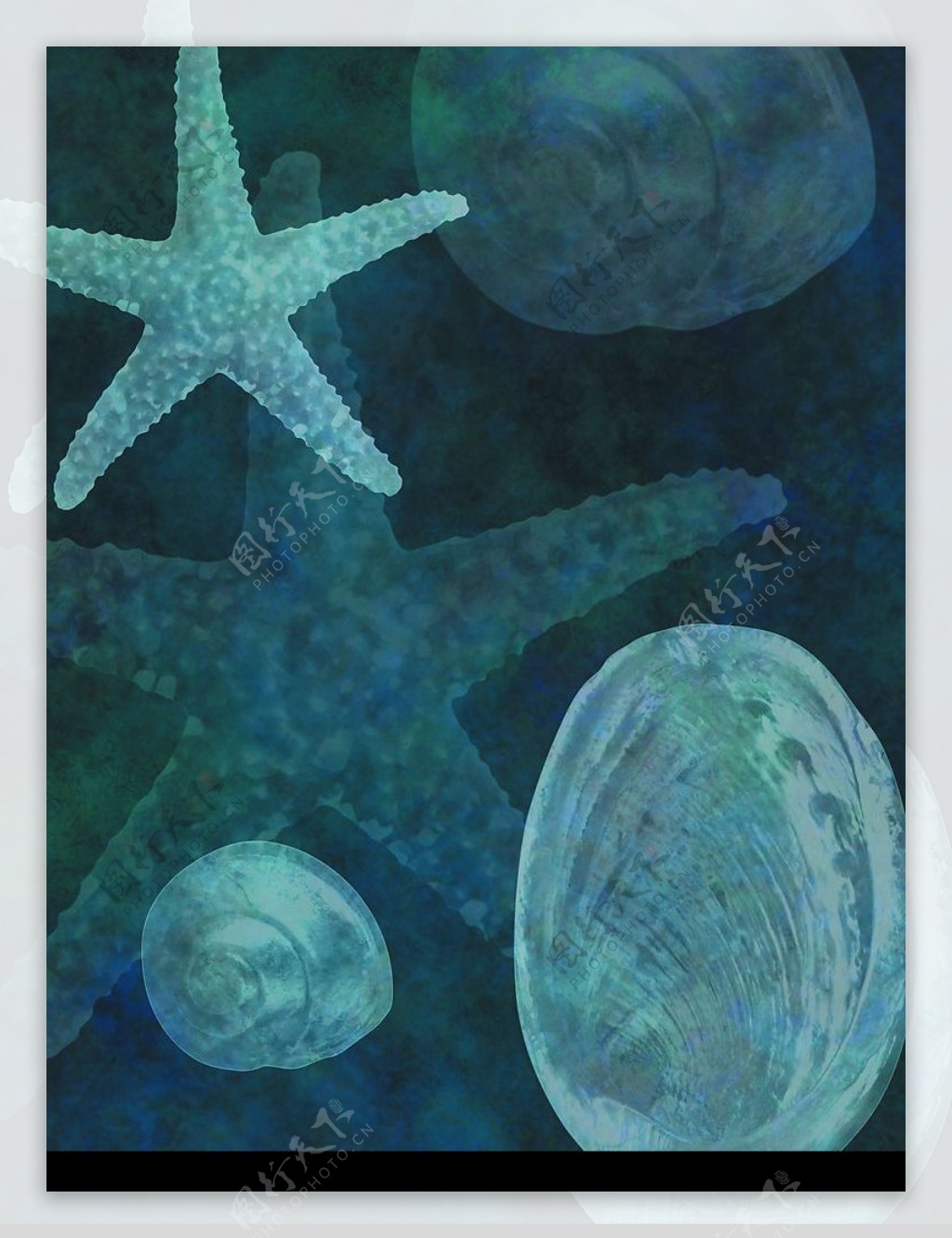 海星.贝壳图片