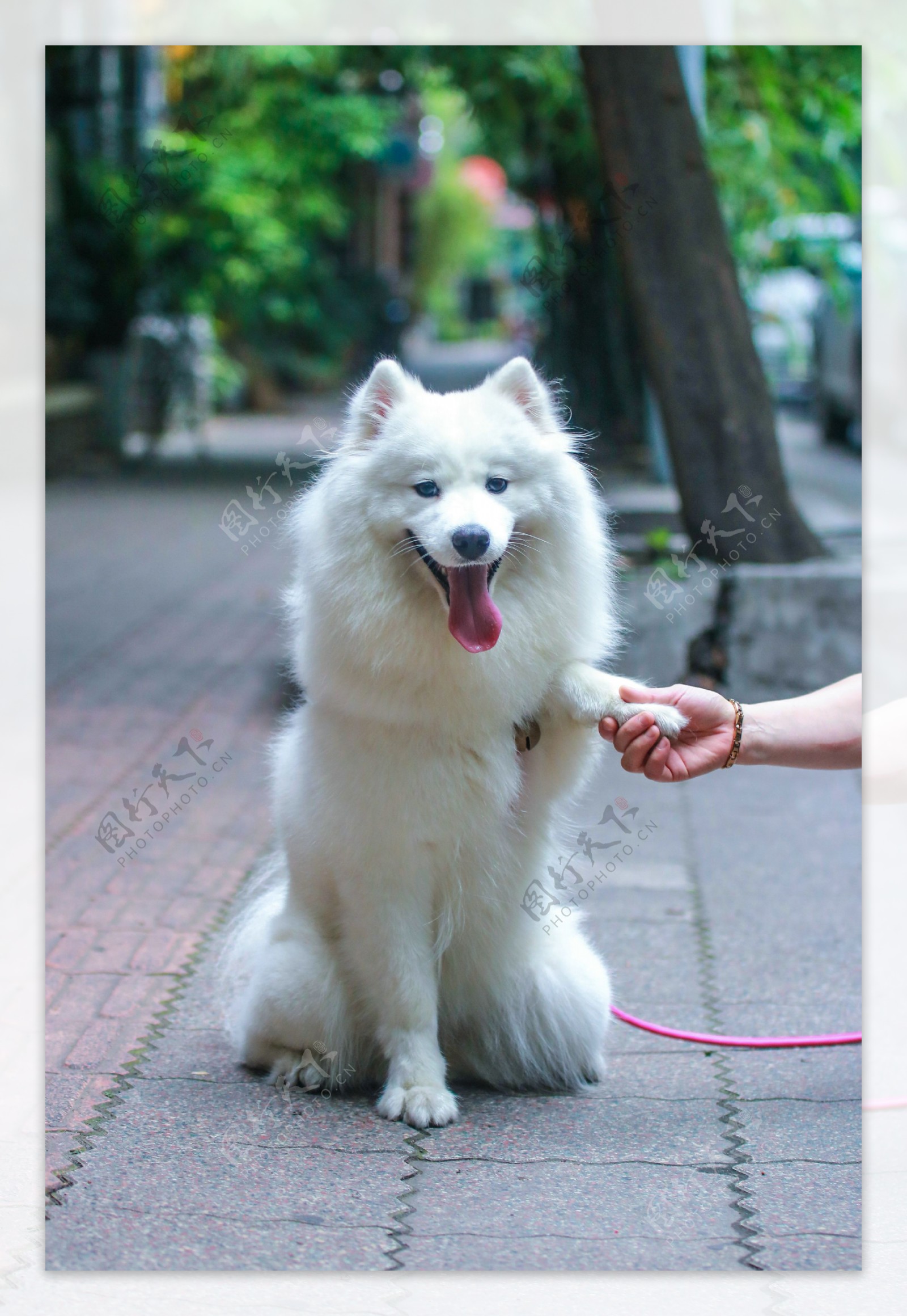 握手的萨摩耶犬图片