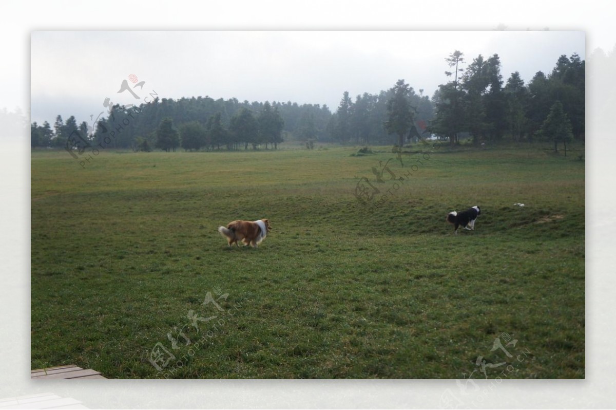 草原上的牧羊犬图片