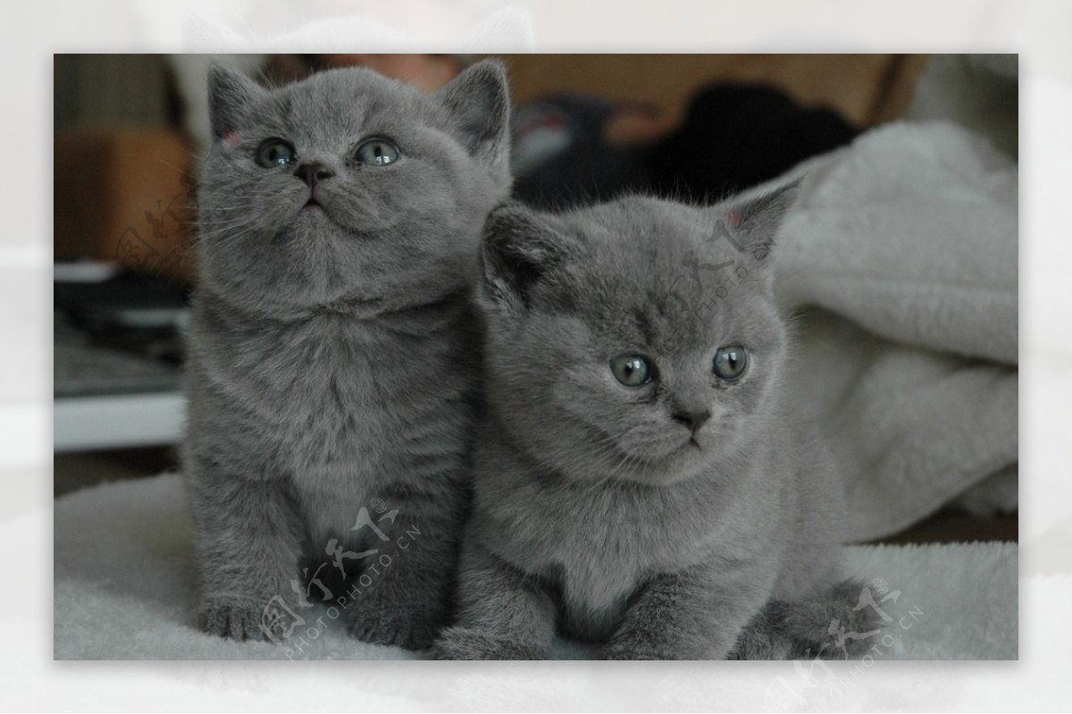 两只小灰猫图片