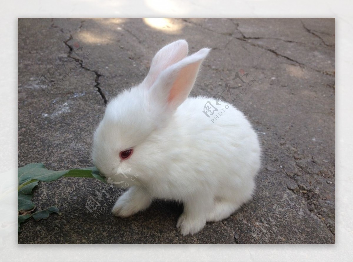 可爱的兔子摄影图__家禽家畜_生物世界_摄影图库_昵图网nipic.com