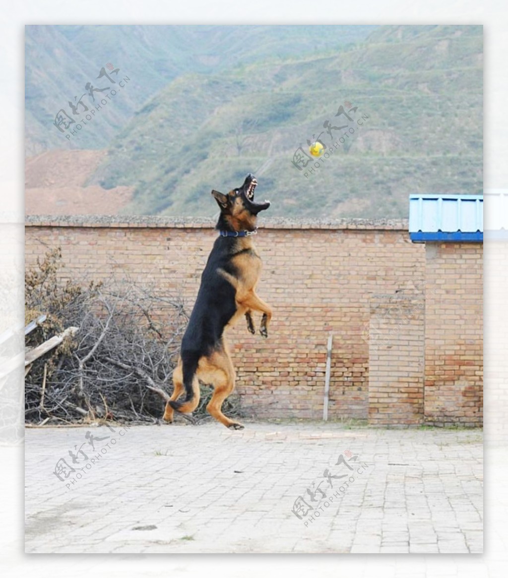 警犬训练图片