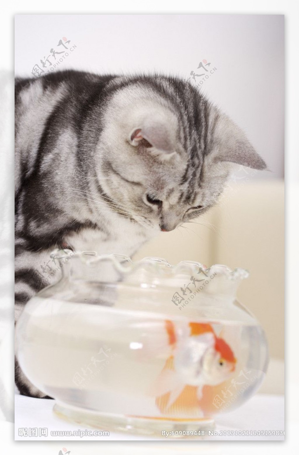 宠物猫猫咪鱼缸图片