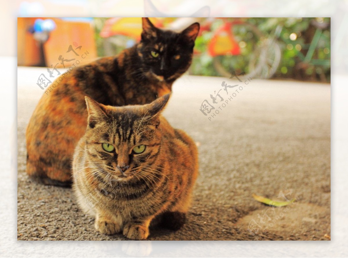 壁纸 一只棕色猫咪的眼神特写 1920x1440 HD 高清壁纸, 图片, 照片