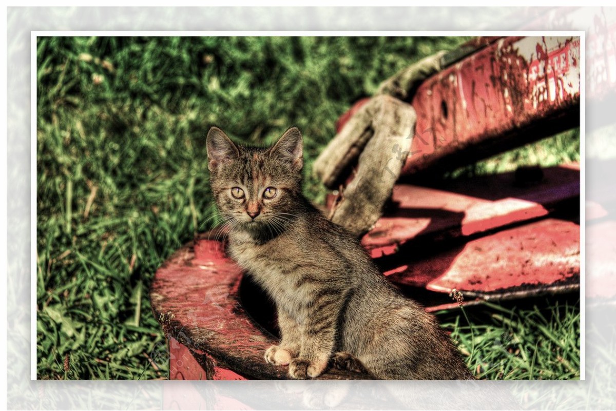 可爱的花斑猫图片