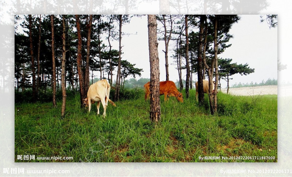 松林的牛群图片
