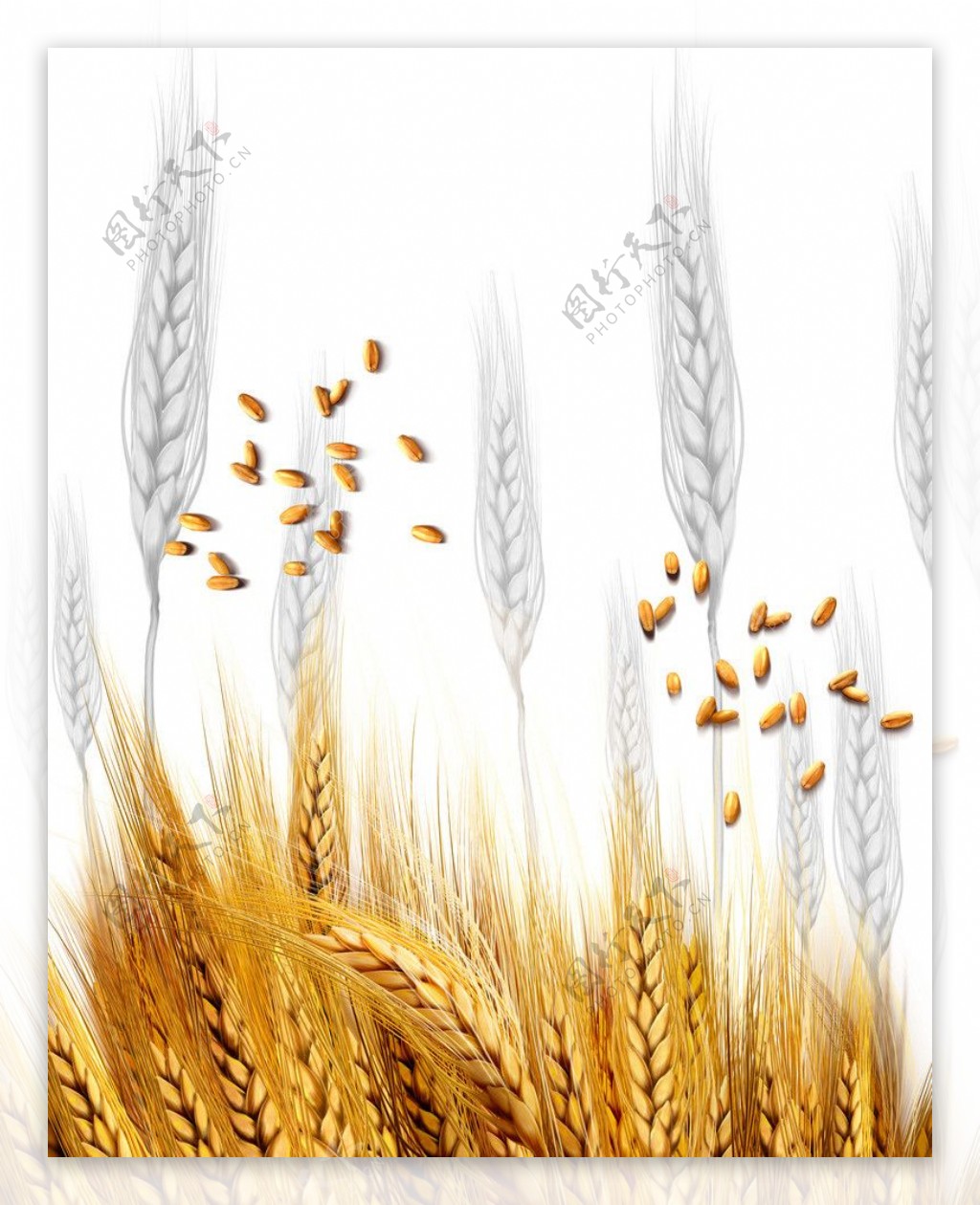 金色麦子图片