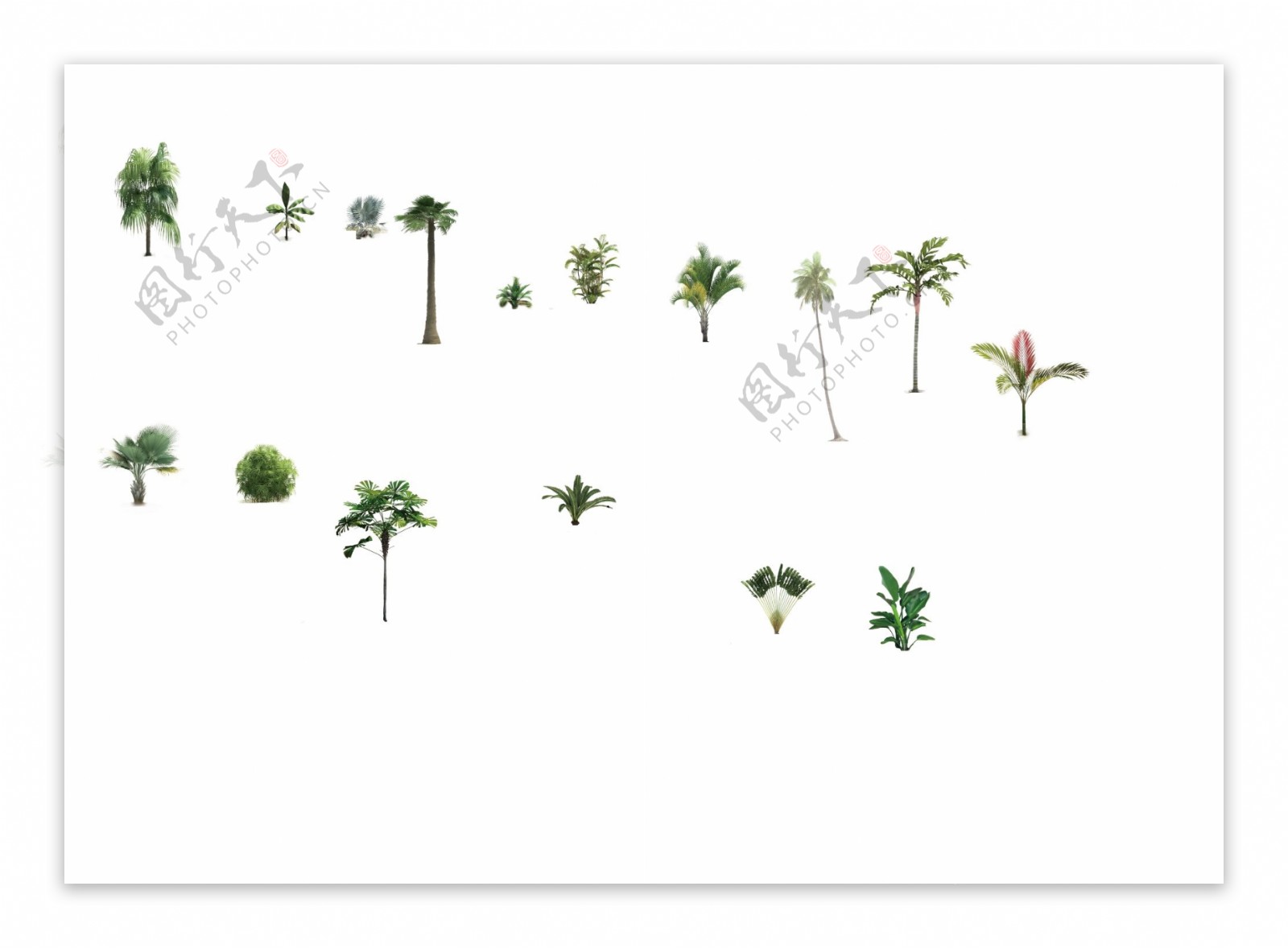 热带植物竖向图片