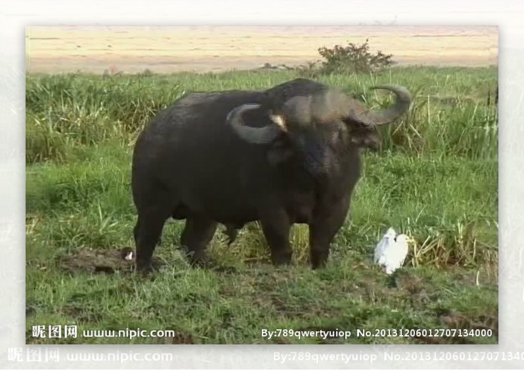 野牛活动视频频素材